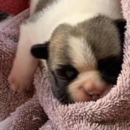 French Bulldog Puppies from Yukon Golden Retrievers and French Bulldogs