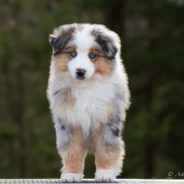 Outlaw - Blue merle male Miniature American Shepherd puppy in Omaha, Arkansas from Ashland Miniature American Shepherds & Miniature Australian Shepherds