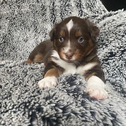 Australian Shepherd Puppies from Burdock Hill Australian Shepards