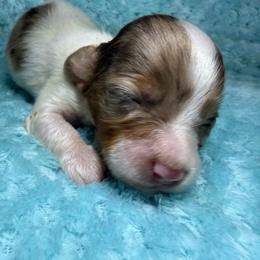 Sokka - Dapple male Dachshund puppy in Jarales, New Mexico from Poker Paws Dachshunds