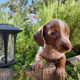 Dachshund Puppies from Bluegum Dachshunds