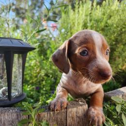 Dachshund Puppies from Bluegum Dachshunds