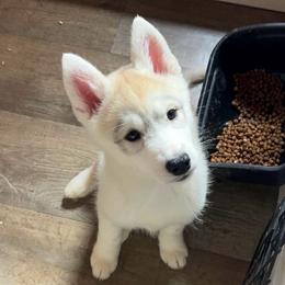 Moonlight (Maroon) - Champion and Health Tested Lines - Gray and white female Siberian Husky puppy in San Jose, California from Limitless Huskies