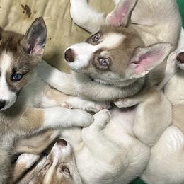 Siberian Huskies from Liz's Siberian Huskies