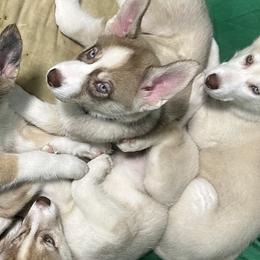 Siberian Huskies from Liz's Siberian Huskies