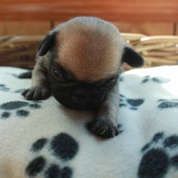 Beatrice - Fawn female Pug puppy in Winfield, Alabama from Grumble Acres