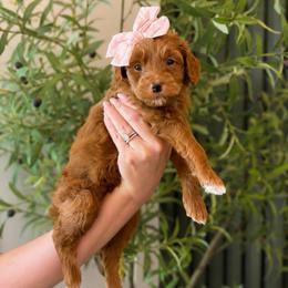Anna - Red  female Goldendoodle puppy in Van Alstyne, Texas from Forest Haven Doodle Co.