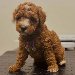 Bernedoodle, Goldendoodle, and Poodle Puppies from 4goldendoodles
