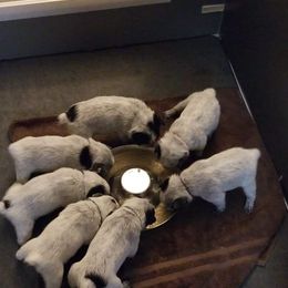 Australian Cattle Dog Puppies from Piney River Cattle Dogs