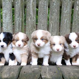 Miniature American Shepherd and Miniature Australian Shepherd Puppies from Impression Dogs