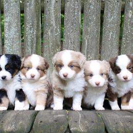 Miniature American Shepherd and Miniature Australian Shepherd Puppies from Impression Dogs