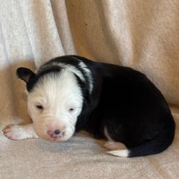 Sua - Black and white female Border Collie puppy in Mckinney, Texas from Border Collies of Ruidoso