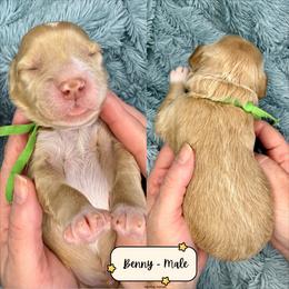 Benny - Caramel male Australian Labradoodle puppy in Citrus Heights, California from Elite Blend Labradoodles