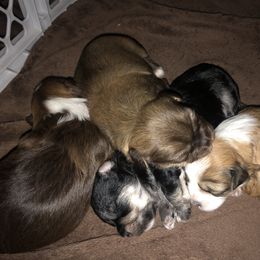 Havanese Puppies from Tzedek Farm