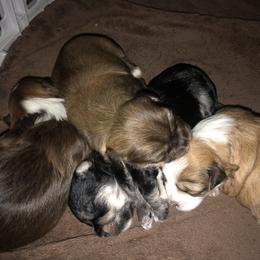Havanese Puppies from Tzedek Farm