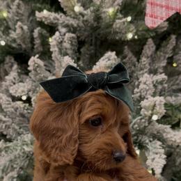 Miss Sweets Tiny Breeders Pick up for grabs - Red  female Goldendoodle puppy in Mayfield, Utah from Ruff Country Doodles