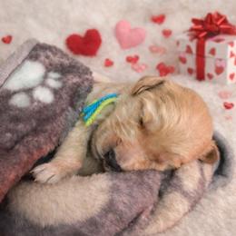 Light Green - Apricot male Goldendoodle puppy in Boise, Idaho from Goldendoodle Baby