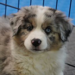 Miniature American Shepherd Puppies from Birchview Miniature American Shepherds
