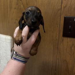 Paisley - Wild boar female Dachshund puppy in Athens, Texas from County Road Puppies
