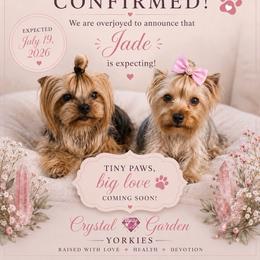 Yorkshire Terrier puppies from Crystal Garden Yorkies