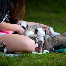 Whippet Puppies from Aperture Whippets