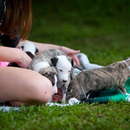 Whippet Puppies from Aperture Whippets