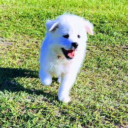 American Eskimo Dog Puppies from Pecan Ridge Puppies