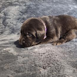 Miss Purple - Black female Labrador Retriever puppy in Bemidji, Minnesota from Northern Star Elite Quality Labrador Retrievers