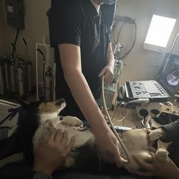 Pembroke Welsh Corgi puppies from Poppy's Puppies