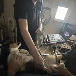 Pembroke Welsh Corgi puppies from Poppy's Puppies
