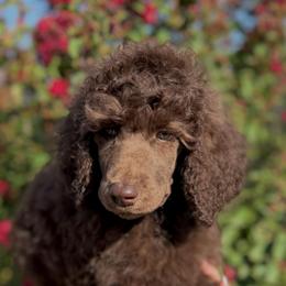 Iris - Brown female Poodle puppy in Midwest City, Oklahoma from Strawberry Hill Puppy Patch