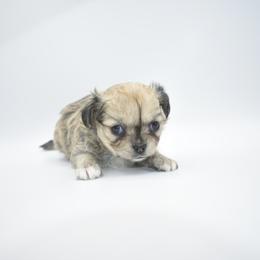 Mistletoe - AKC (TINY) - Black sabled fawn female Chihuahua puppy in Bulls Gap, Tennessee from Smokey Mountain Chihuahuas