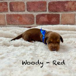 Woody - Red male Dachshund puppy in Goodyear, Arizona from AZ Low Life Doxies