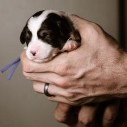 Anne - Black and tan female Pembroke Welsh Corgi puppy in South Otselic, New York from Ridge Top Corgis