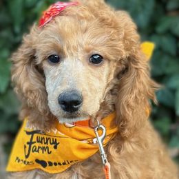 Imogen - Female - Moyen - AKC Poodle - Apricot Poodle puppy in Caldwell, Idaho from Funny Farm Poodles & Doodles