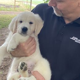 Girl 2 - Light golden Golden Retriever puppy in Allendale, Michigan from Teresa Stevens