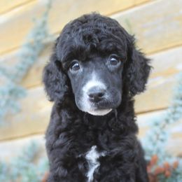 Poodles from Goodelife Puppies