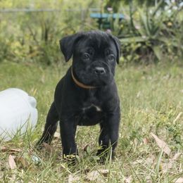Cane Corso Puppies from Far From Average Kennels