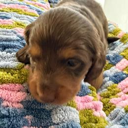 Jonas Vision -Red - Chocolate and tan male Dachshund puppy in Pittsburg, California from Super Hero Dachshunds