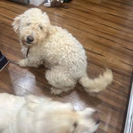 Biscuit - Goldendoodle