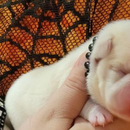 Bulldog and French Bulldog Puppies from Eclipse Bulldogs