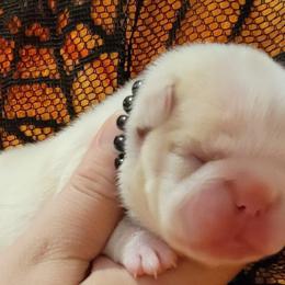 Bulldog and French Bulldog Puppies from Eclipse Bulldogs