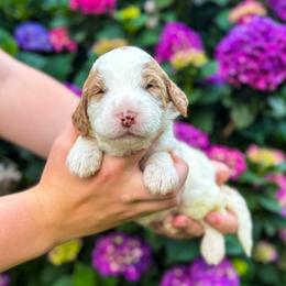 Geranium (Gerry) - Parti male Labradoodle puppy in Elizabeth City, North Carolina from Howdy Doodles