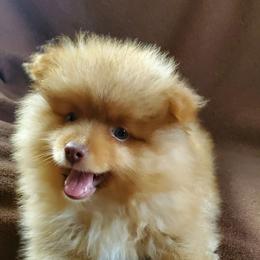 Oliver - Orange male Pomeranian puppy in Bellevue, Iowa from Fluffy Wonders Poms and Doodles