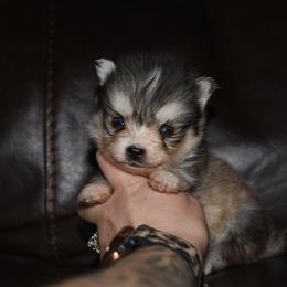 Balto - Silver male Pomsky puppy in Coos Bay, Oregon from Ocean View Pomskies