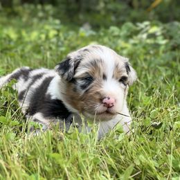 Boy 4 - Blue merle male Australian Shepherd puppy in Hartville, Missouri from Stamper K9’s