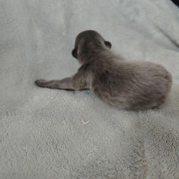 Girl 1 - Blue female Pomeranian puppy in Andrews, South Carolina from Purple Diamonds Kennel