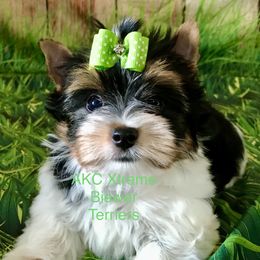 Xtreme Handsome - Black tan and white male Biewer Terrier puppy in Jonestown, Pennsylvania from AKC Xtreme Biewer Terriers...