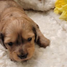 Dachshund Puppies from CLARK'S BREEDING PROGRAM