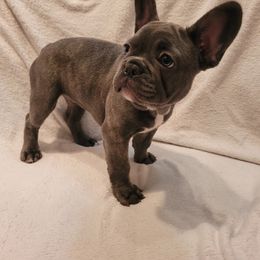 Girl 1 - Blue French Bulldog puppy in Plainwell, Michigan from Meeuwsens Puppy Palace